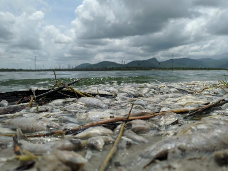 Peixes são encontrados mortos em lagoa na zona rural de Itapipoca