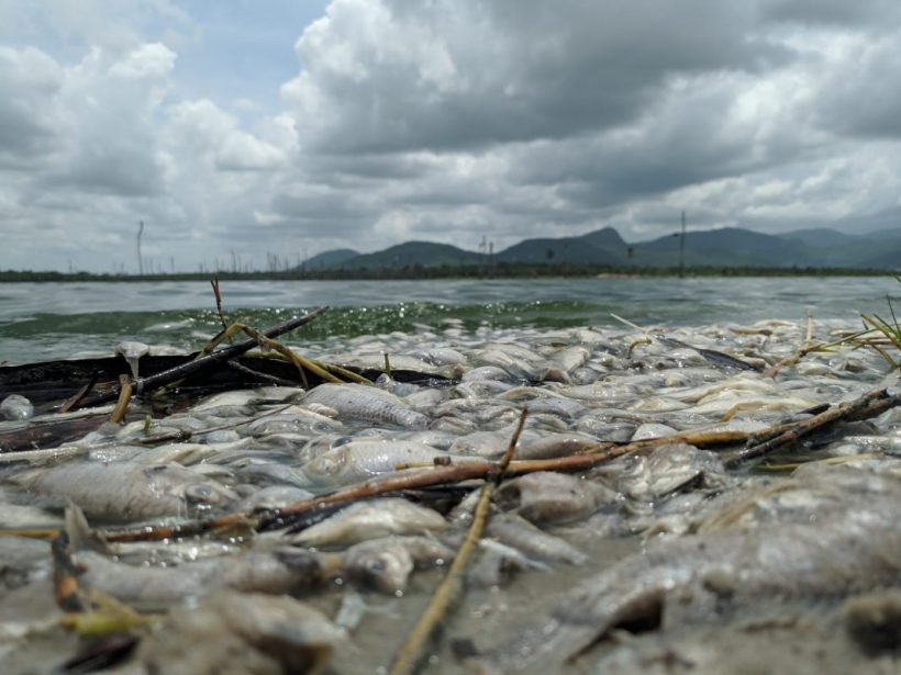 Peixes são encontrados mortos em lagoa na zona rural de Itapipoca