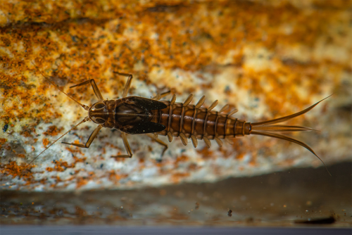 Fósseis descobertos no Cariri indicam estresse climático há mais de 100 mi de anos