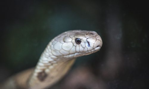 Cobra naja de 1,5 metro que picou um estudante de veterinária em Brasília e está no Zoológico da capital federal.

(Foto: Ivan Mattos/Zoológico de Brasília/Agência Brasil)