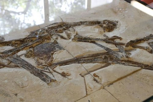 Ceará recebe cerca de 998 fósseis repatriados da França