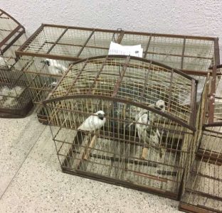 Aves ameaçadas de extinção são apreendidas pela Polícia Civil