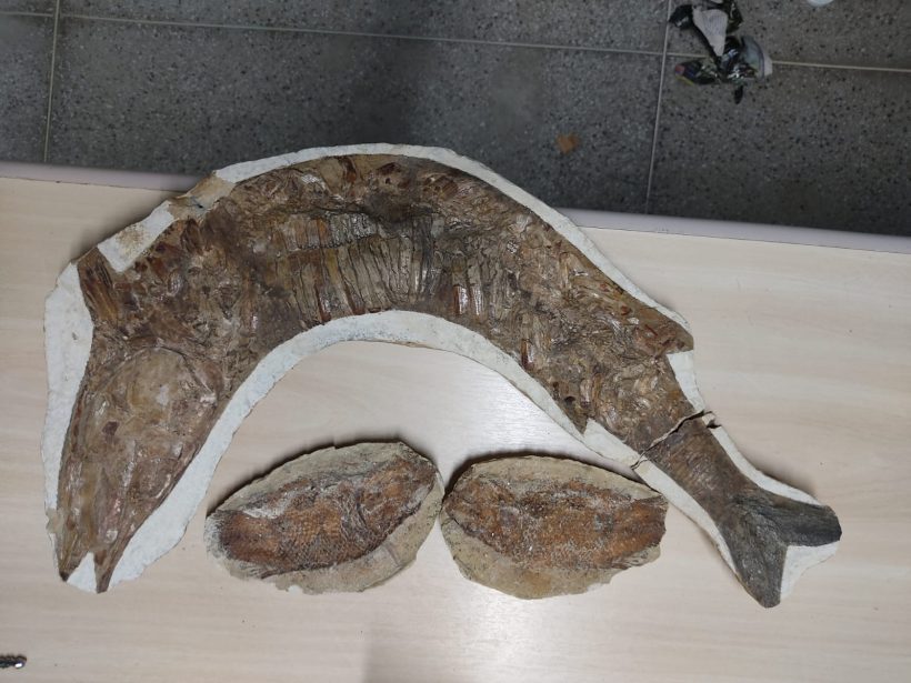 PF entrega a museu do Ceará 21 fósseis apreendidos durante inquéritos