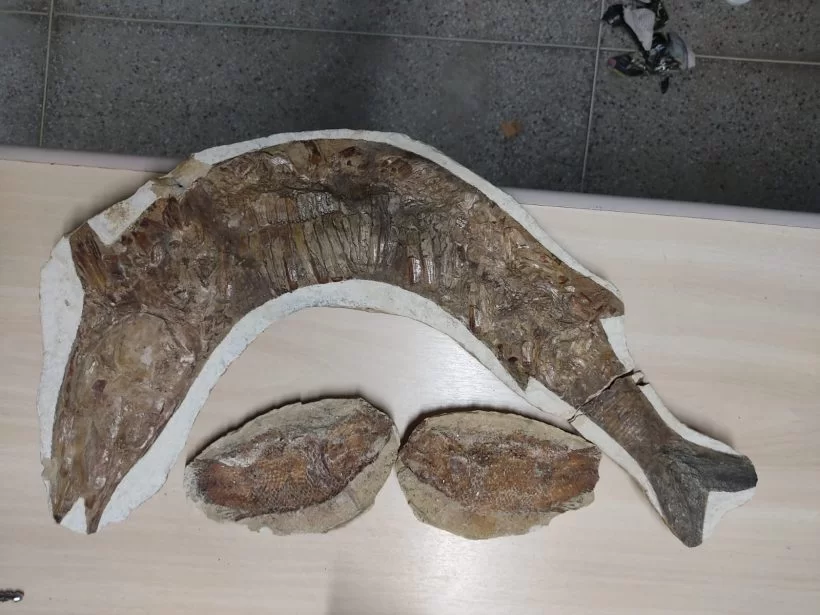 PF entrega a museu do Ceará 21 fósseis apreendidos durante inquéritos