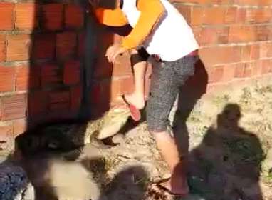 Homem é mordido por jacaré quando tentava imobilizar o animal