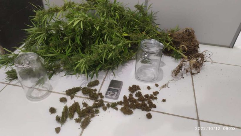 Adolescente é apreendido por cultivar plantação de maconha para tráfico de drogas