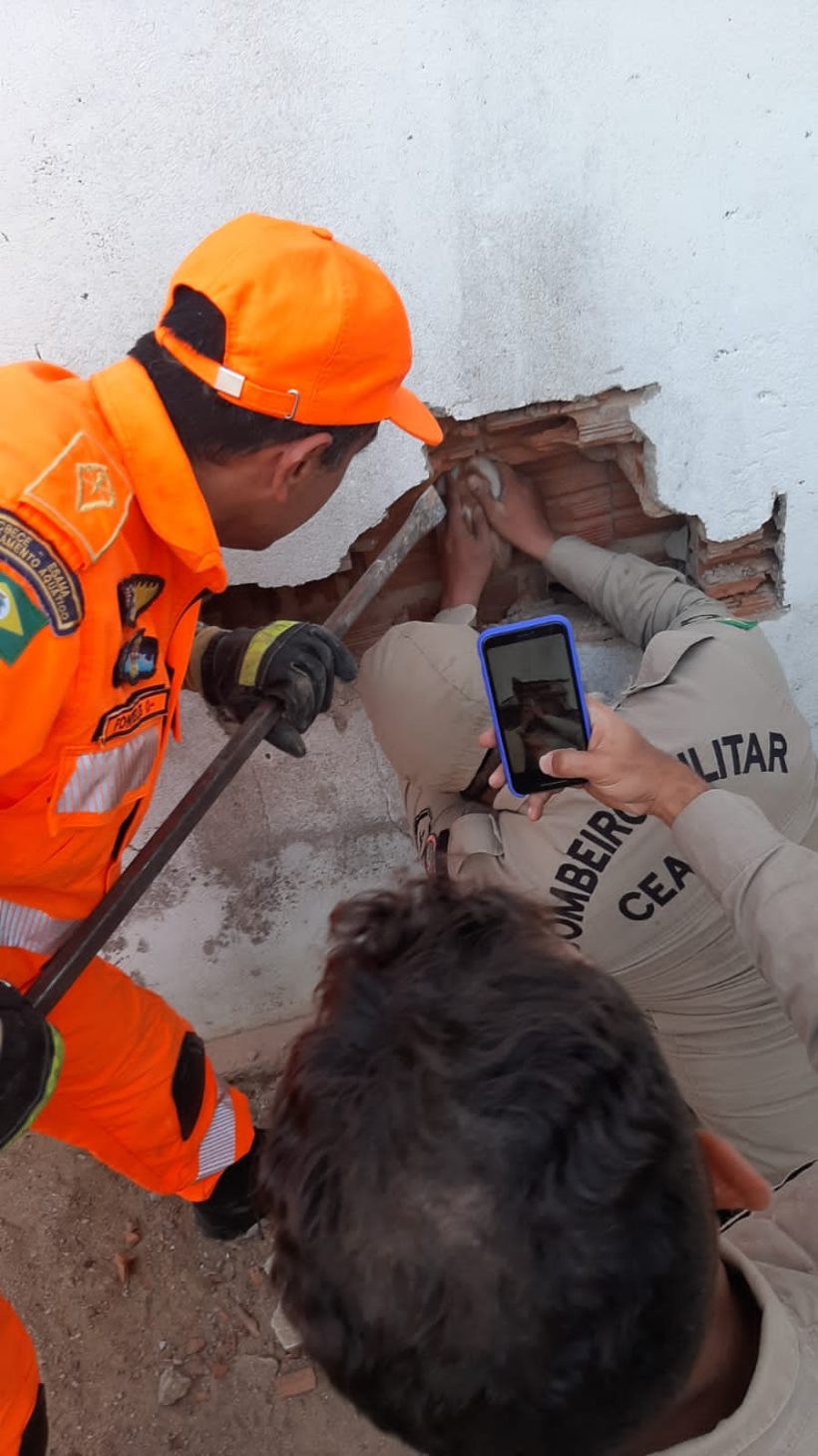 Bombeiros resgatam gata que ficou presa em muro