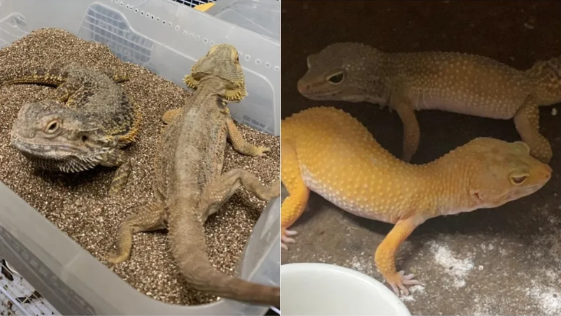 Polícia Civil apreende lagartos autralianos e animais silvestres em Fortaleza