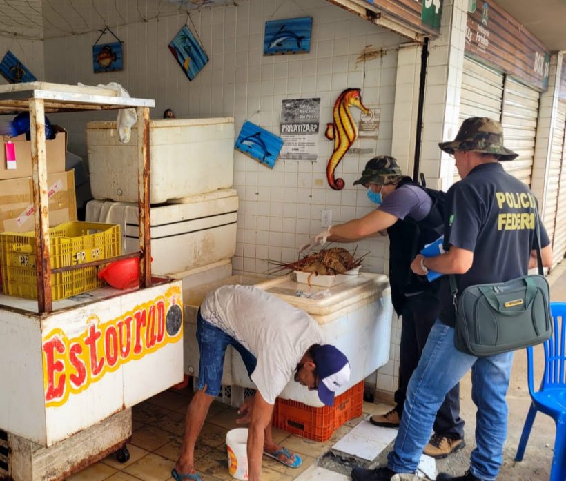 PF combate pesca e comercialização ilegal de lagostas em Fortaleza