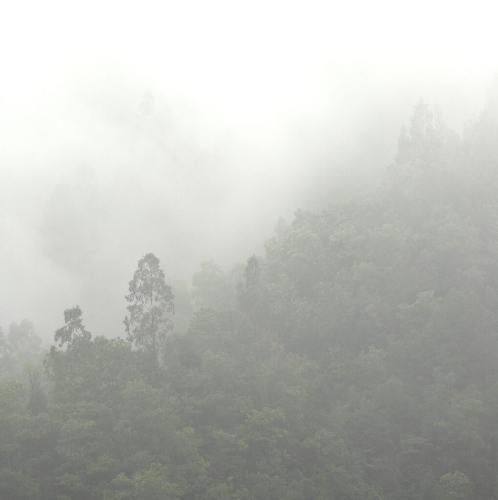 mist in mountain with many trees. (Foto: banco de imagens)