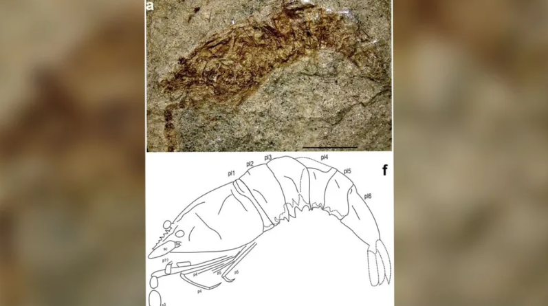 Cientistas da Urca encontram fóssil de camarão com 120 milhões de anos