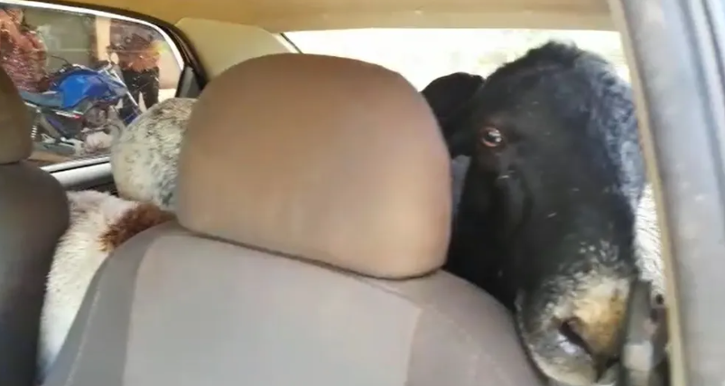 Polícia captura seis homens com 15 cabras dentro de um carro de passeio
