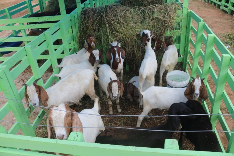 Exposição em Santa Quitéria aquece mercado agrícola na região