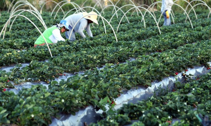 Ceará recebe aporte de R$ 252 milhões para fortalecimento da agricultura familiar no Estado