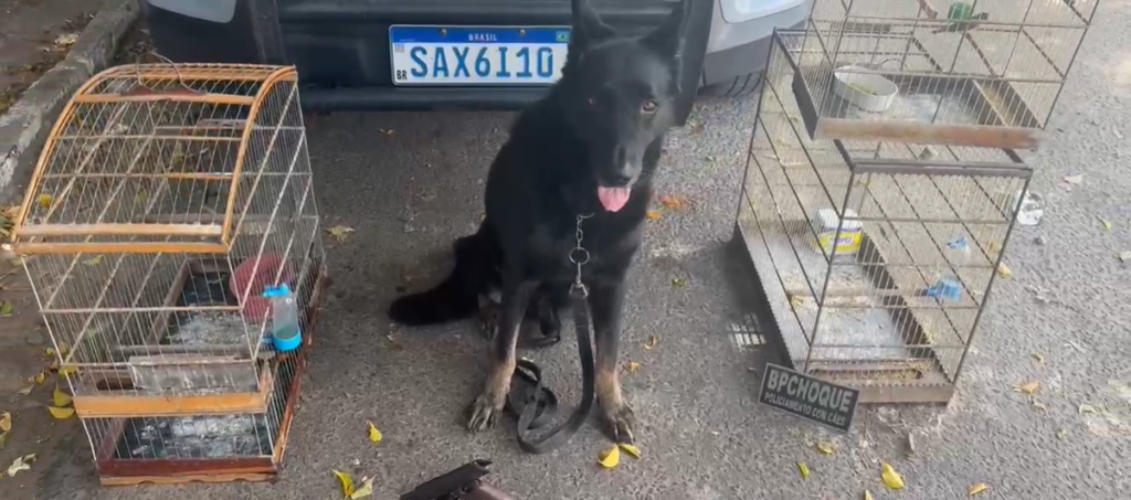 Pássaros silvestres, pistola e munições foram apreendidos em Itaitinga