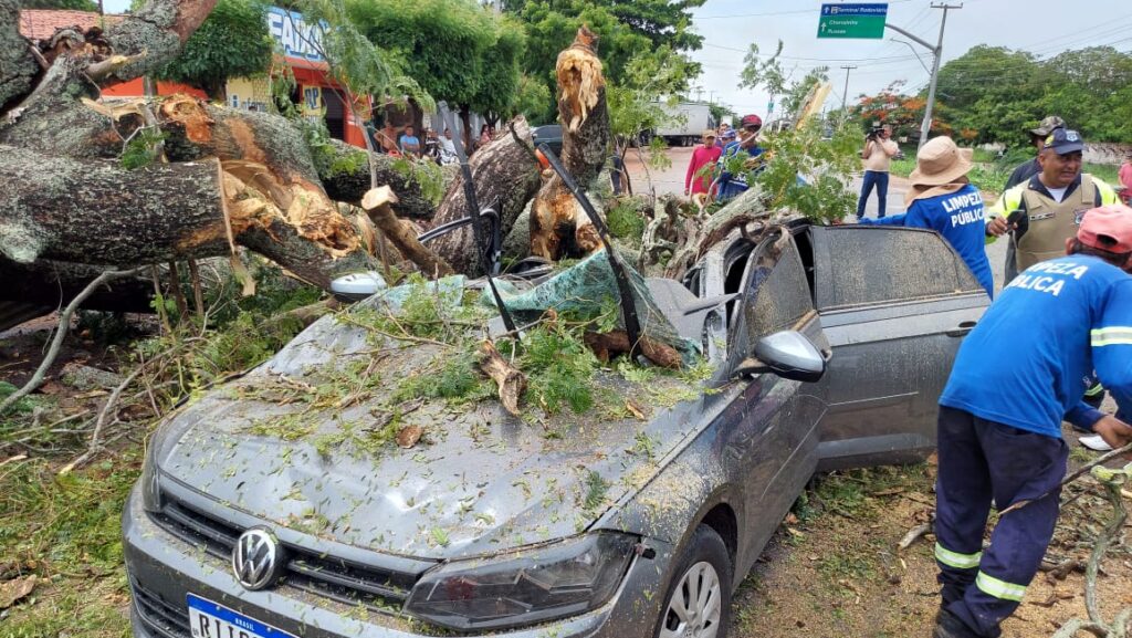Árvore centenária cai e deixa seis feridos em Pacajus