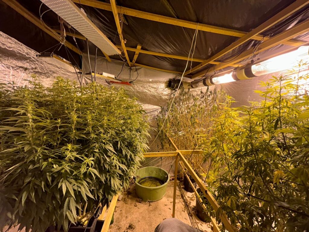 Polícia desarticula laboratório utilizado para cultivar maconha em Pindoretama