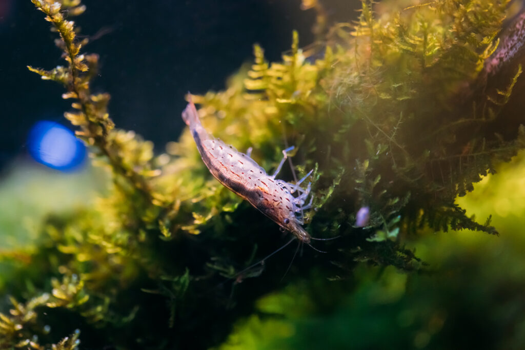 Amano Shrimp Or Japanese Shrimp Swimming In Water. (Foto: banco de imagens)