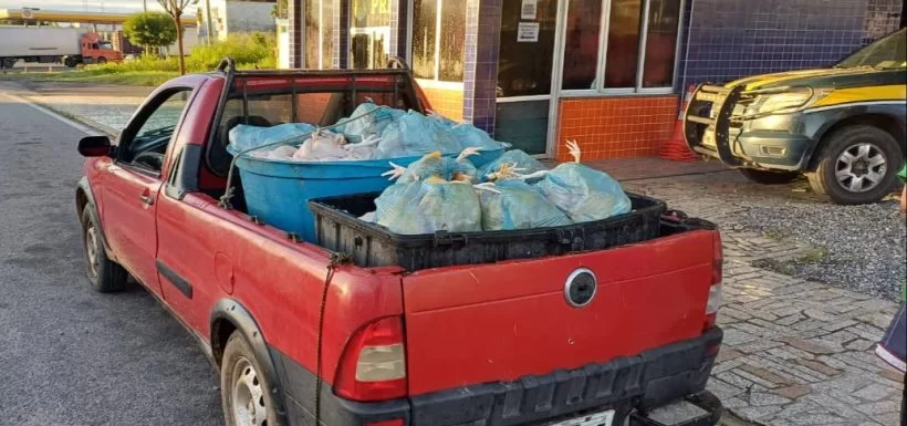 PRF apreende 800 Kg de frango transportados irregularmente em Sobral