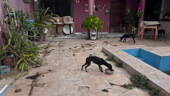 Tutor é preso por maus-tratos contra seis cães em Caucaia