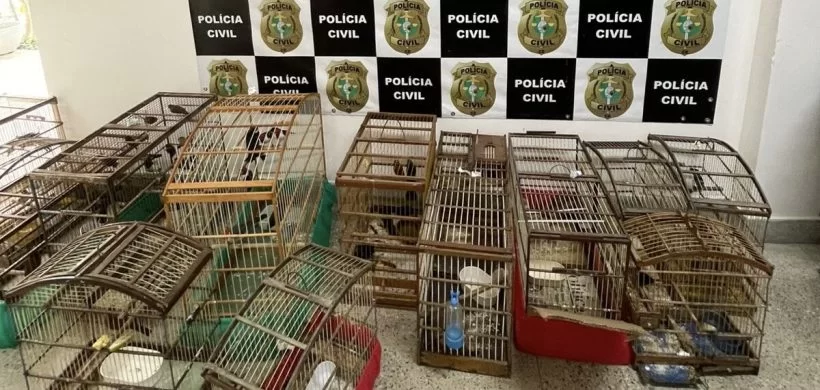 79 aves silvestres são resgatadas pela Polícia em Fortaleza