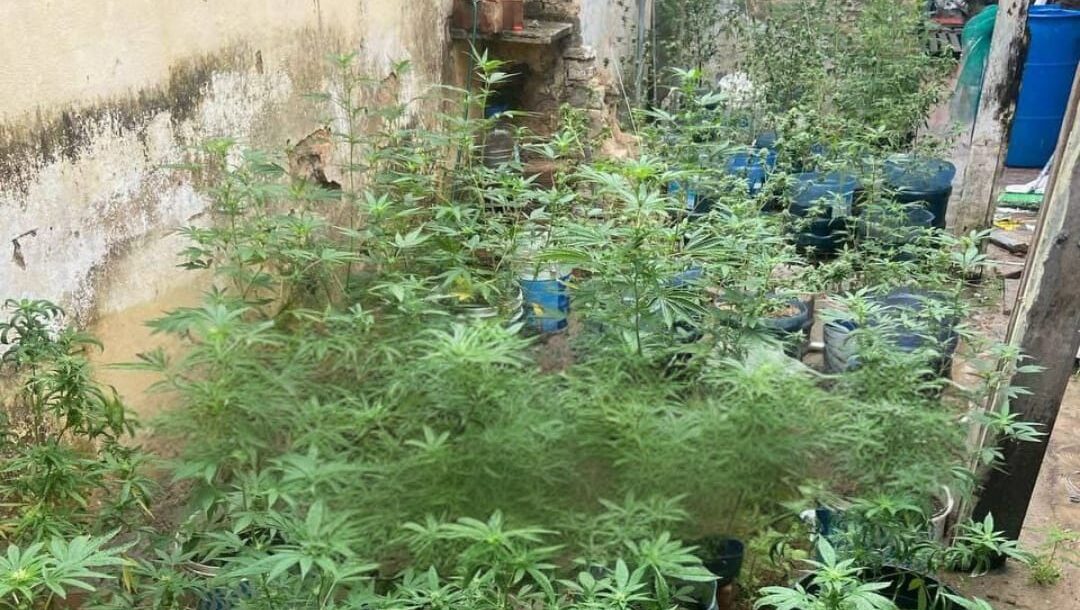Polícia Militar apreende 110 mudas de maconha em residência no Parque Manibura