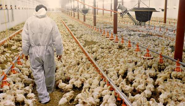 Ministério da Agricultura confirma que o Ceará continua livre de Gripe Aviária