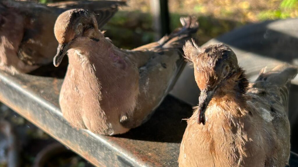 Foto: Divulgação/PF