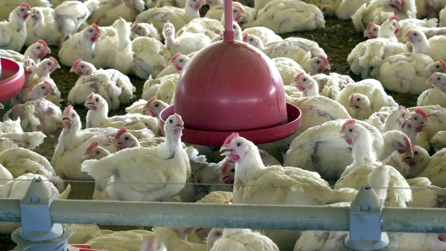 Ministério da Agricultura confirma 1º caso de gripe aviária no Brasil