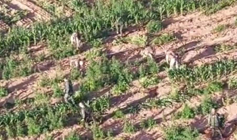 Operação apreende 12 toneladas de maconha em Brejo Santo