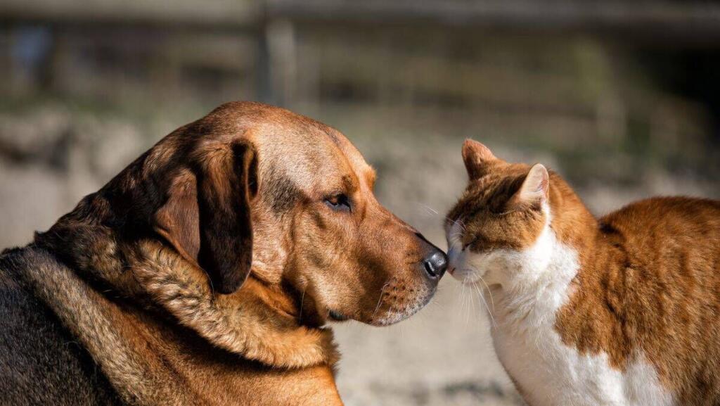 Horizonte terá UPA Animal voltada à saúde e ao bem-estar dos pets