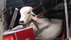 Vaca cai sobre telhado de bar e causa prejuízos no centro de Capistrano