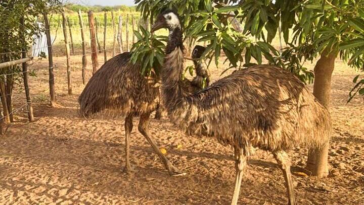 PF deflagra operação contra tráfico de aves silvestres no Ceará e mais três estados