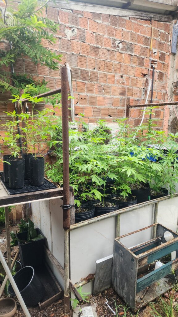 PMCE apreende 48 pés de maconha em imóvel no bairro Itaperi