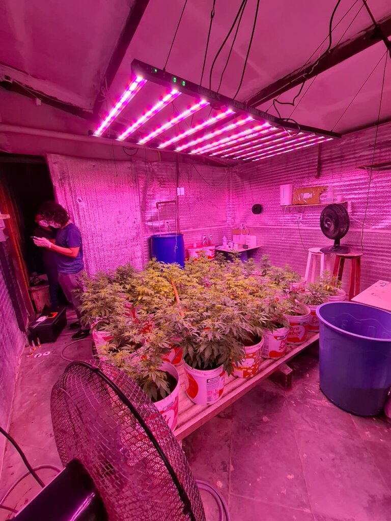 PCCE apreende 330 pés de cannabis em Caucaia em operação