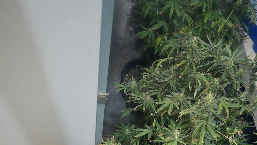 PMCE desarticula cultivo de maconha e prende homem na Capital