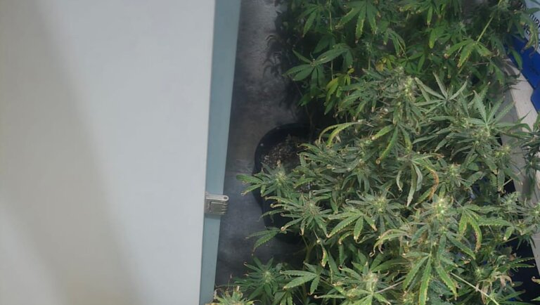 PMCE desarticula cultivo de maconha e prende homem na Capital