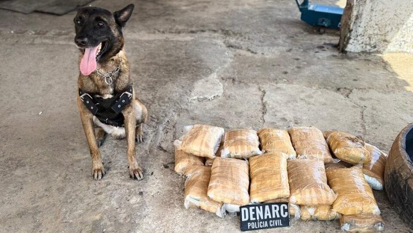 (Foto: reprodução/PCCE)