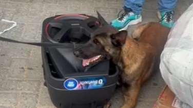 Cão farejador encontra drogas dentro de caixa de som em Tauá