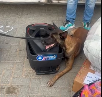 Cão farejador encontra drogas dentro de caixa de som em Tauá
