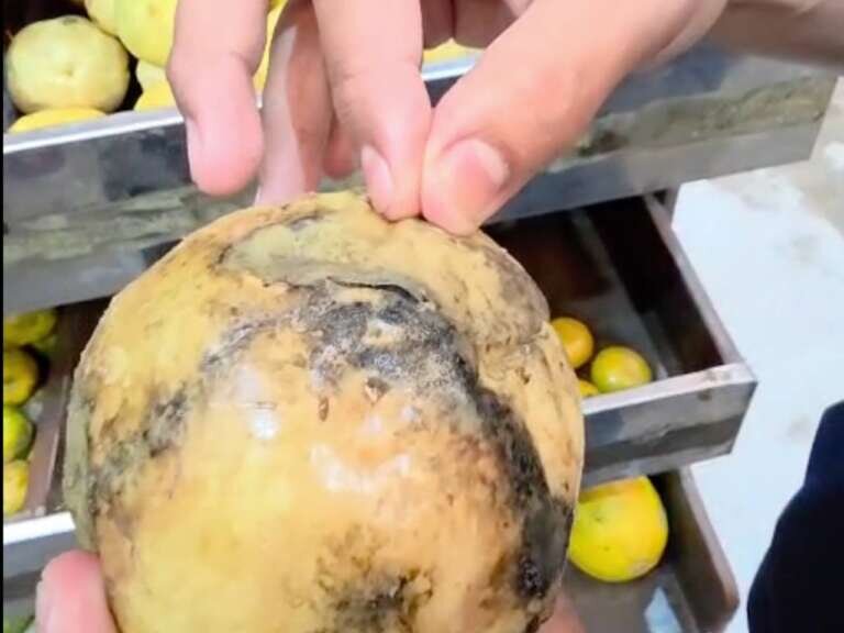 Procon autua dois supermercados da mesma rede por venda de alimentos estragados em Paracuru