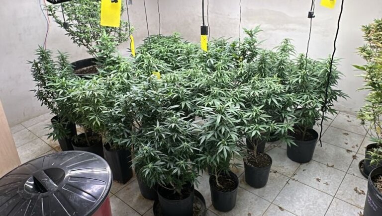 PCCE apreende 381 pés de maconha e prende 04 suspeitos em laboratório clandestino em Fortaleza