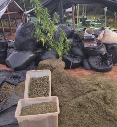 Prefeitura de Acopiara cede máquinas para destruir 290 mil pés de maconha