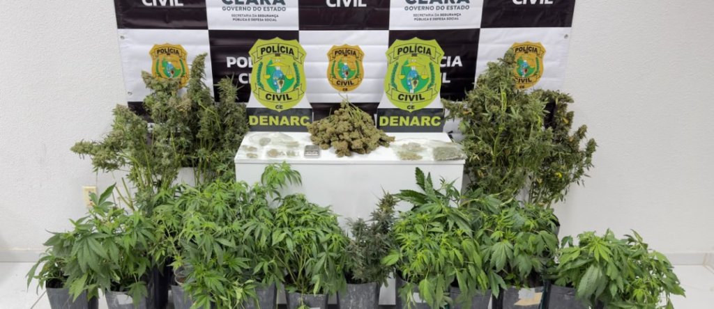 Polícia Civil fecha laboratório de maconha na Praia de Iracema e prende suspeito em flagrante