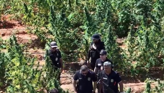 Dono de fazenda com 290 mil pés de maconha em Acopiara é preso pela Polícia Civil