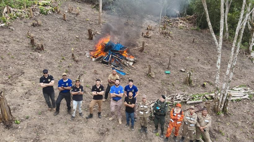 Plantio de maconha de 600 m² é destruído pela polícia em área de serra em Redenção