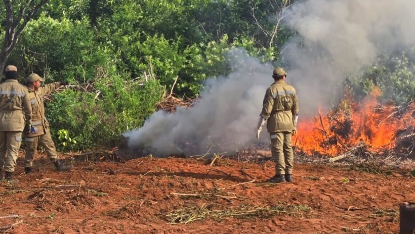 Dois delegados são exonerados em caso de plantação de maconha apreendida em Acopiara