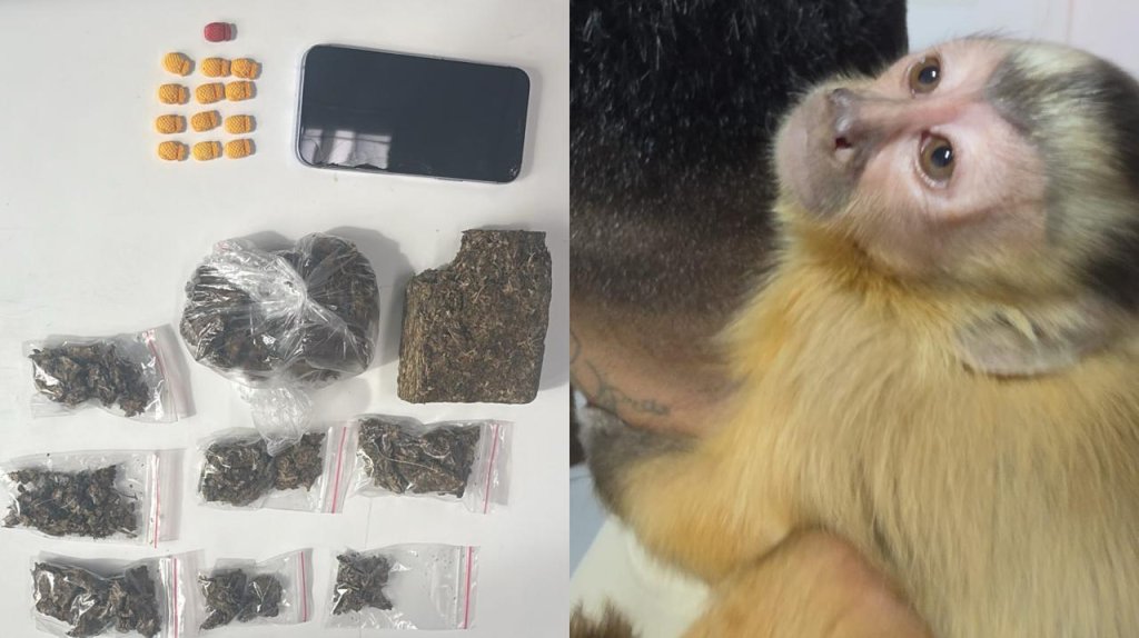 Denarc prende suspeito de tráfico e resgata macaco-prego criado ilegalmente em Fortaleza