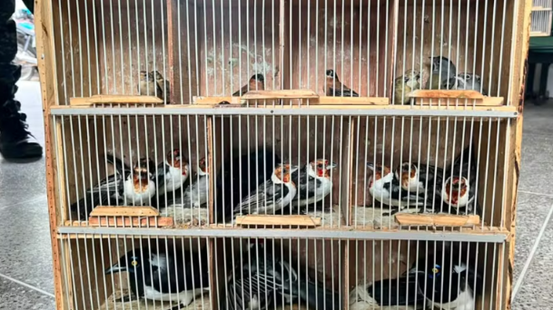 200 animais silvestres são apreendidos e multas aplicadas chegam a R$ 329,6 mil