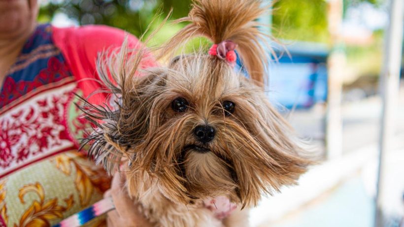 Maracanaú realiza maior mutirão gratuito de castração de cães e gatos do Estado